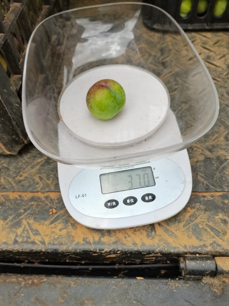 半边红开始上糖度15左右