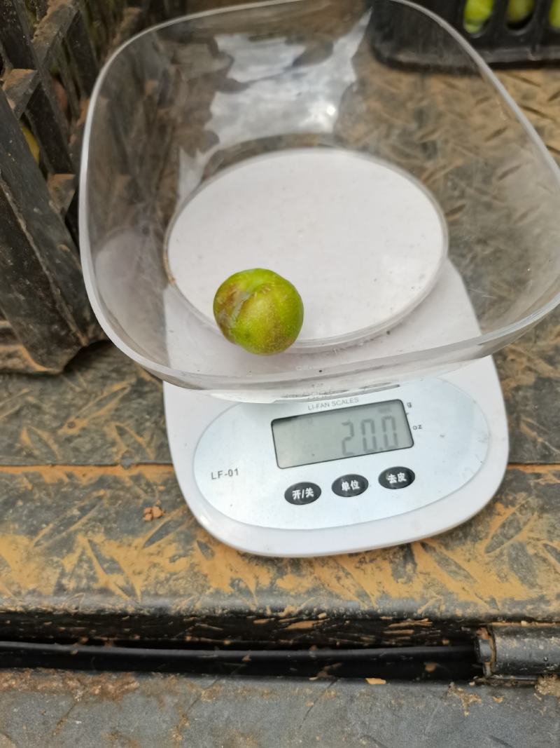 半边红开始上糖度15左右