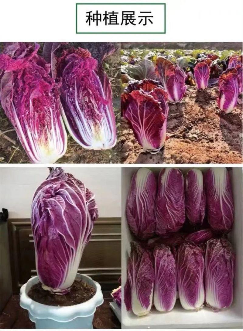 原装紫白菜种子里外紫色大白菜四季播种庭院田地农科院有机菜