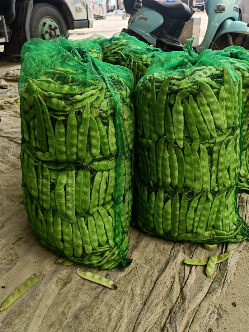 油豆角辽宁北镇大量油豆角上市质量好产地直供