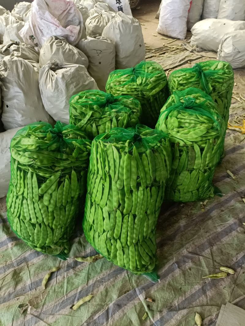 油豆角辽宁北镇大量油豆角上市质量好产地直供
