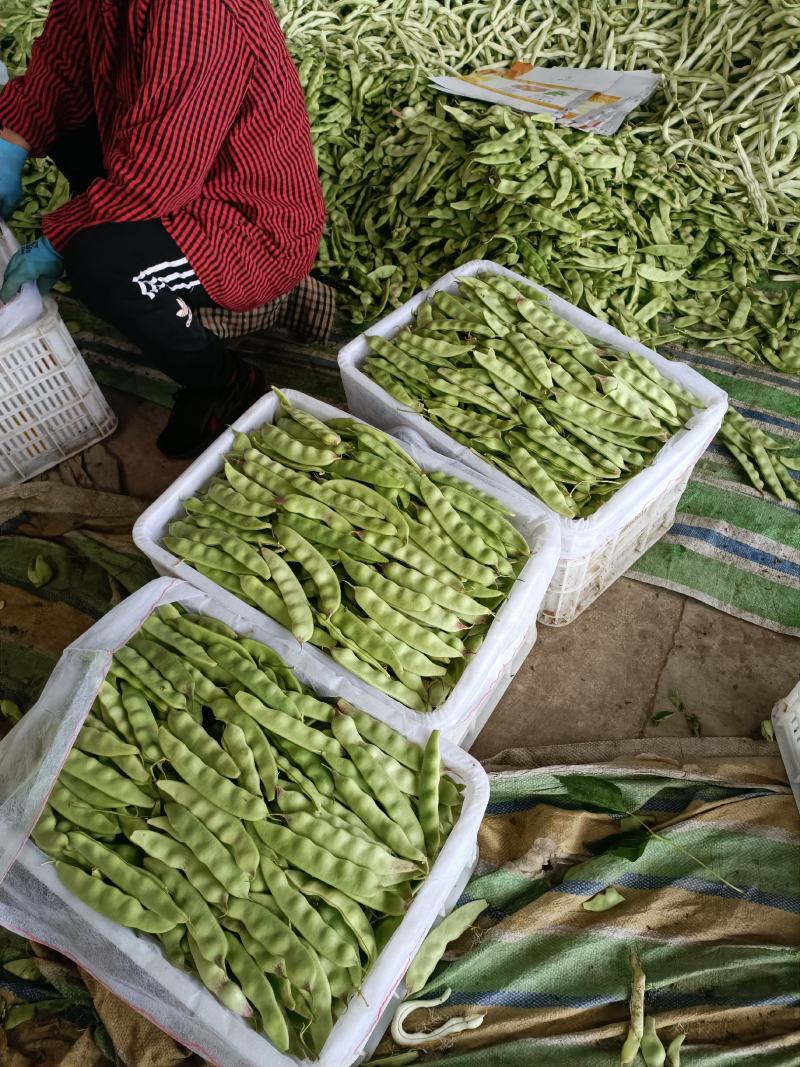油豆角辽宁北镇大量油豆角上市质量好产地直供