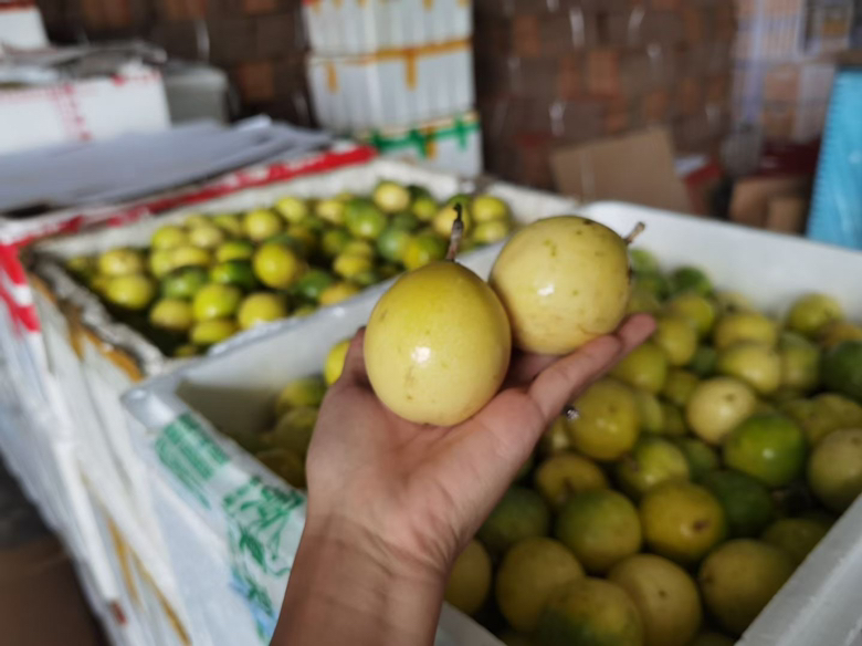 黄金百香果果蒂状态对比图