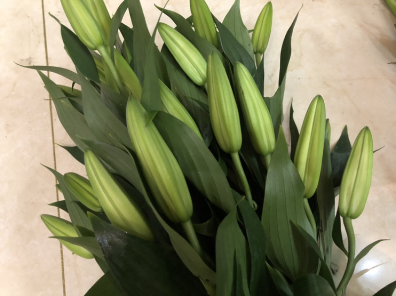 西伯利亚索邦百合3头10支香水百合鲜切花浙江基地直发