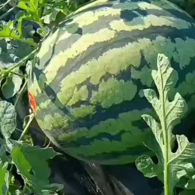 露天甜王西瓜上市要的老板联系