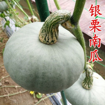 银栗南瓜种子新疆白皮银栗南瓜种籽板栗味香甜粉糯蔬菜四季