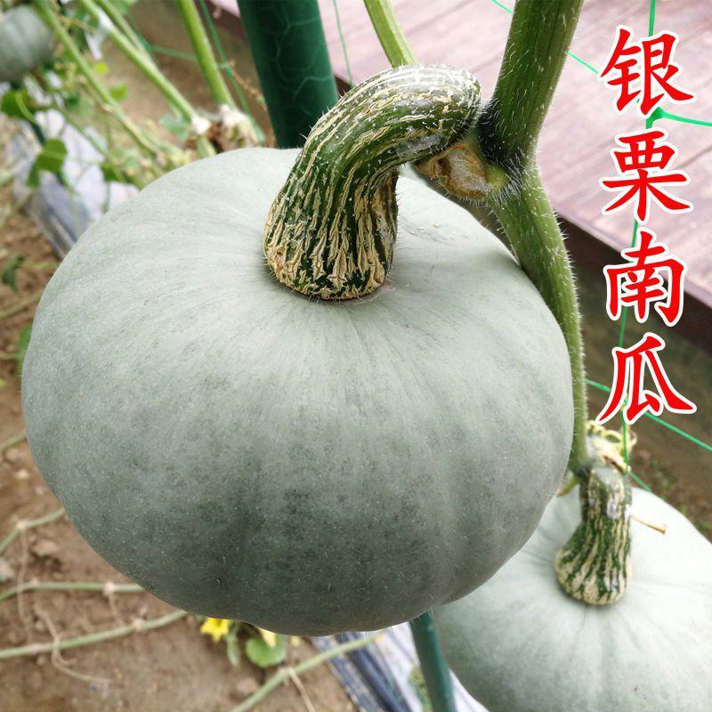 银栗南瓜种子新疆白皮银栗南瓜种籽板栗味香甜粉糯蔬菜四季