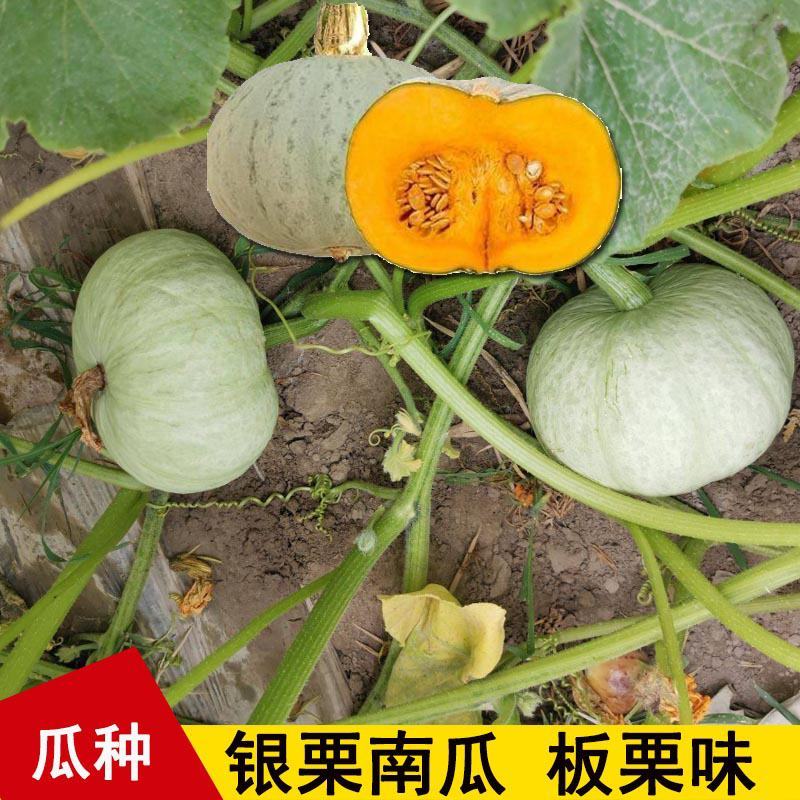 银栗南瓜种子新疆白皮银栗南瓜种籽板栗味香甜粉糯蔬菜四季