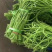 湖北精品长豆角，大量上市，现摘现发，货源稳定，新鲜翠绿