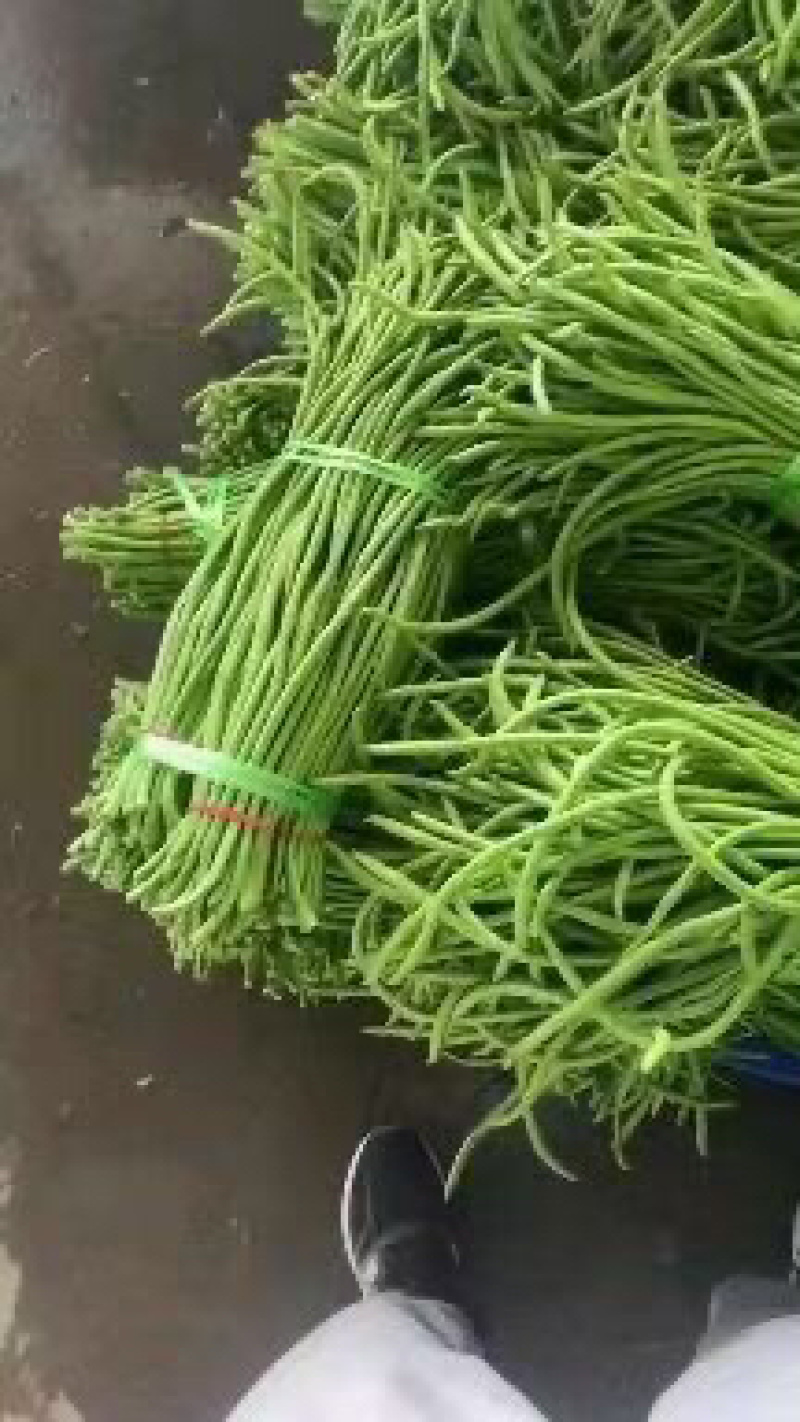 湖北精品长豆角，大量上市，现摘现发，货源稳定，新鲜翠绿