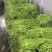 湖北精品长豆角，大量上市，现摘现发，货源稳定，新鲜翠绿