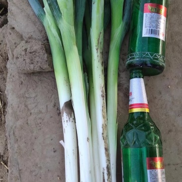 长白大葱