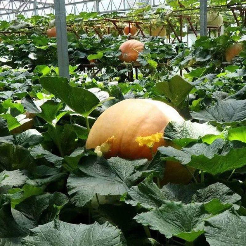 特大南瓜种籽大南瓜种子南瓜太空南瓜庭院瓜果种子春秋播蔬菜
