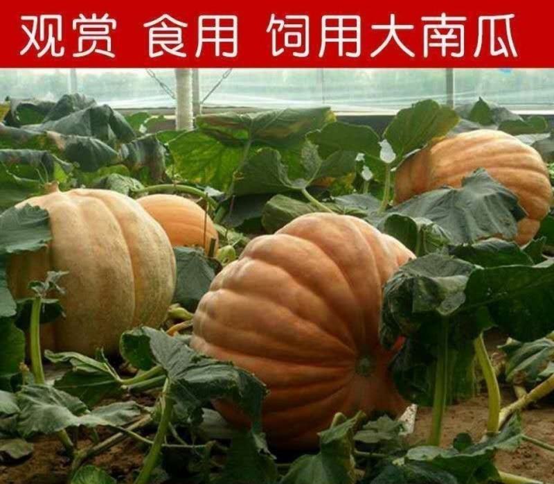 特大南瓜种籽大南瓜种子南瓜太空南瓜庭院瓜果种子春秋播蔬菜