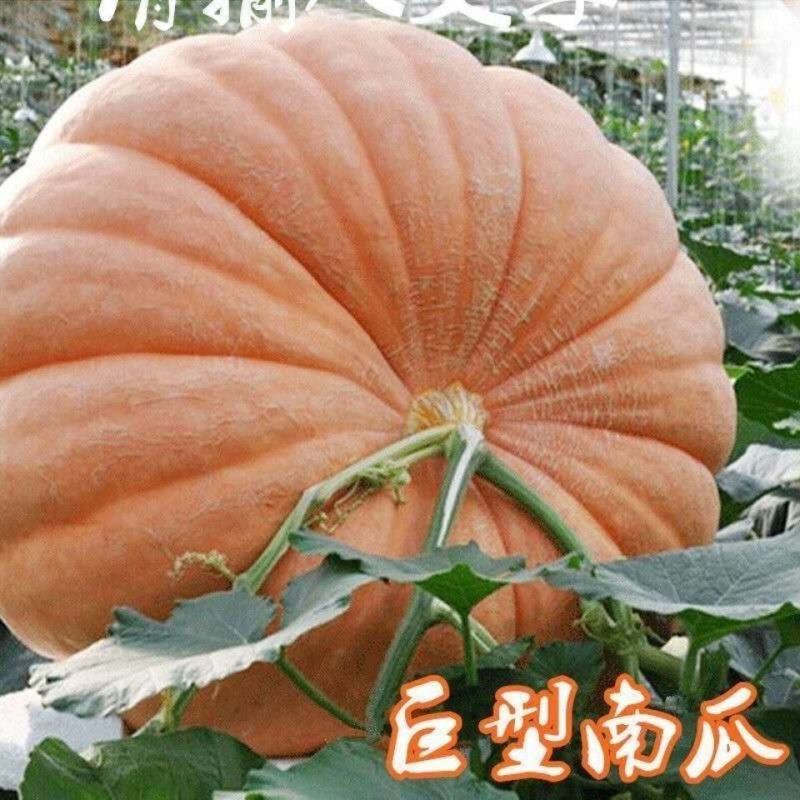 特大南瓜种籽大南瓜种子南瓜太空南瓜庭院瓜果种子春秋播蔬菜