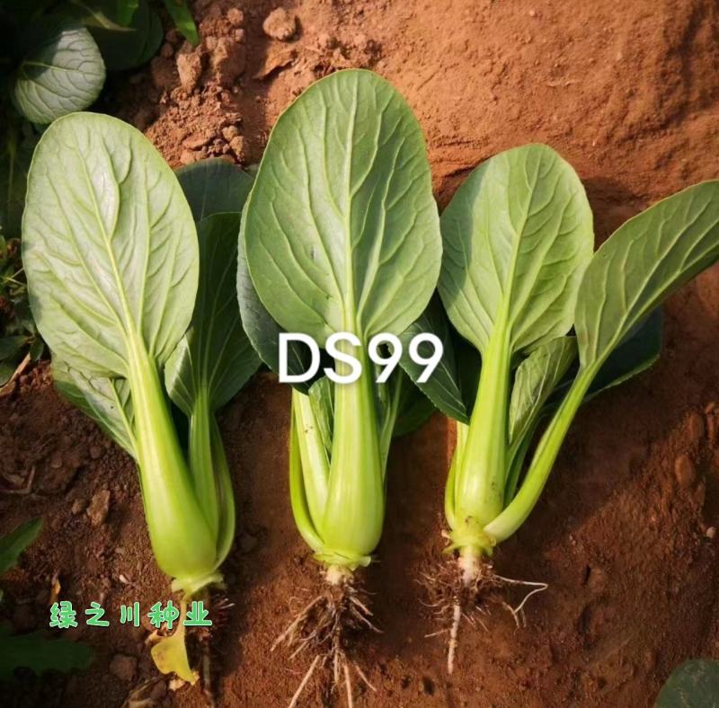 油绿新品种青梗菜种子德赛DS99夏秋耐热青梗菜种子抗病