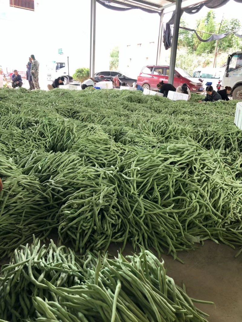 武山洛门豆王四季豆无筋豆大量上市产地直发脱水货充足价格低