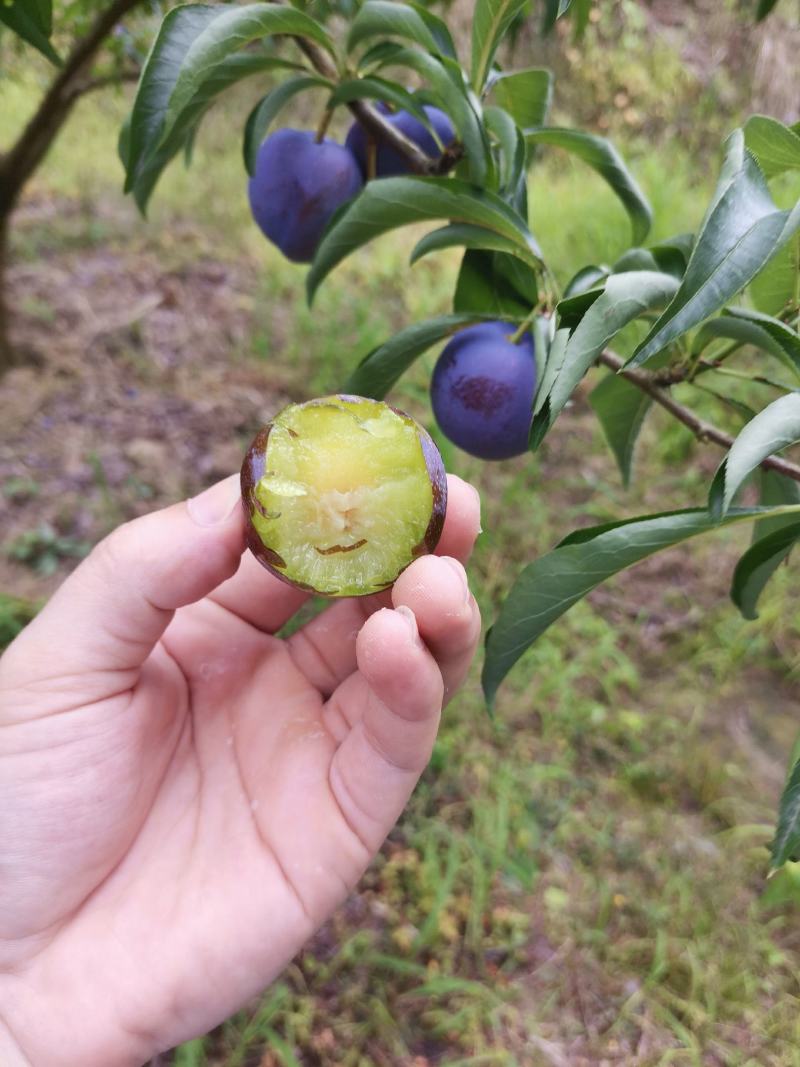 五月脆精品颗颗饱满，颜色百里透红，味道地道