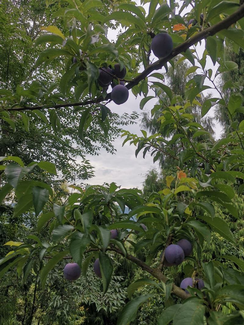 五月脆精品颗颗饱满，颜色百里透红，味道地道