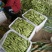 北镇油豆大量上市一点红质量好颜色好产地代办