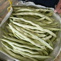 白豆角大量上市质量高20厘米以上产地代办