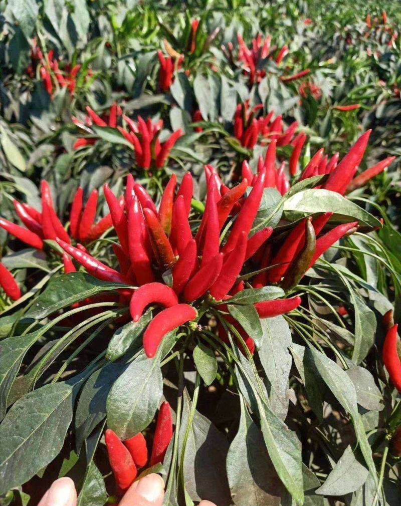 朝天椒种子高产超辣小米辣椒种子四季种植泰椒种籽盆栽庭院