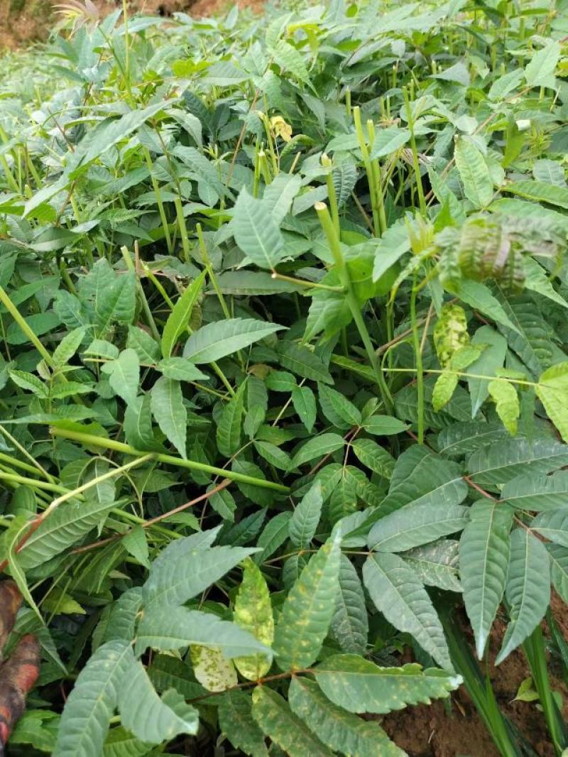 冬椿五号，红油香椿苗.免费提供技术管理.种植四个见效