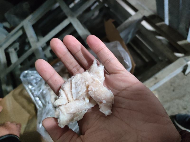 常年收售狭鳕鱼肉，长尾鳕肉，绿青鳕肉等