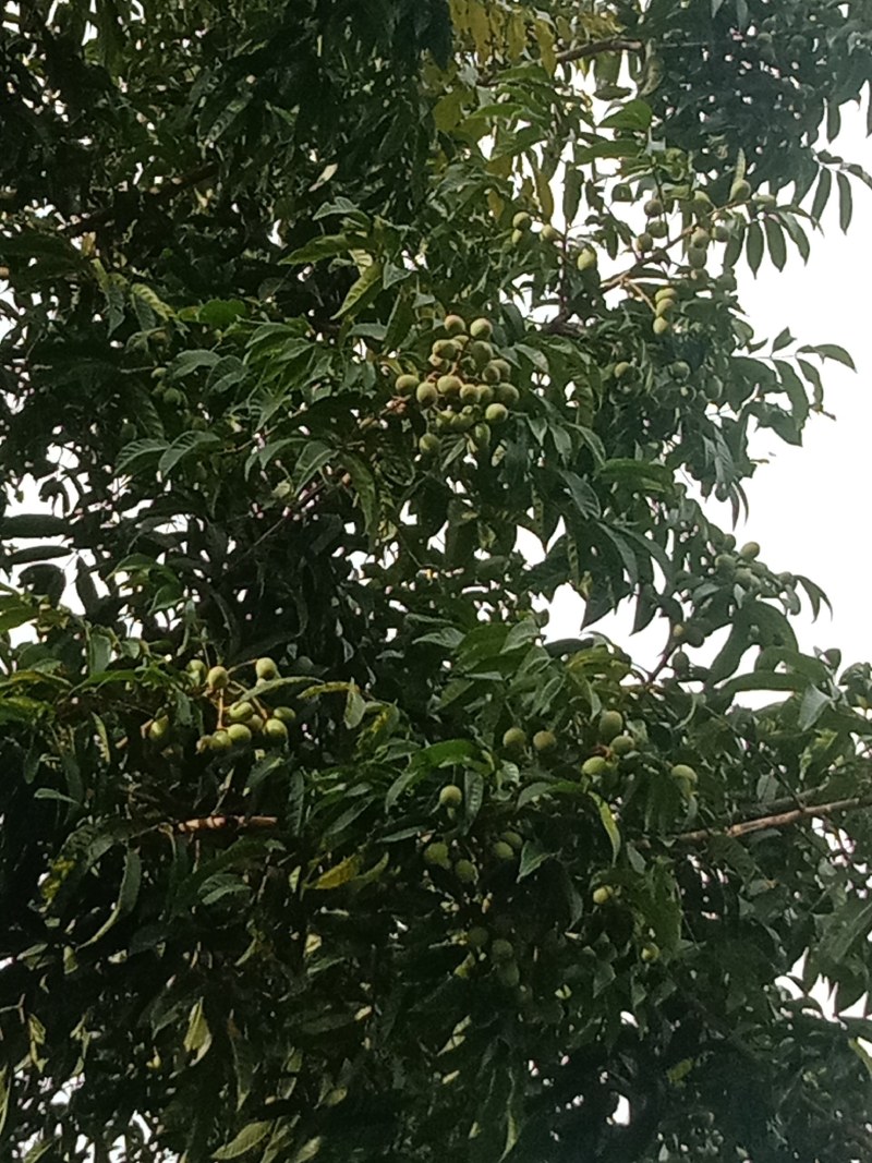 橄榄