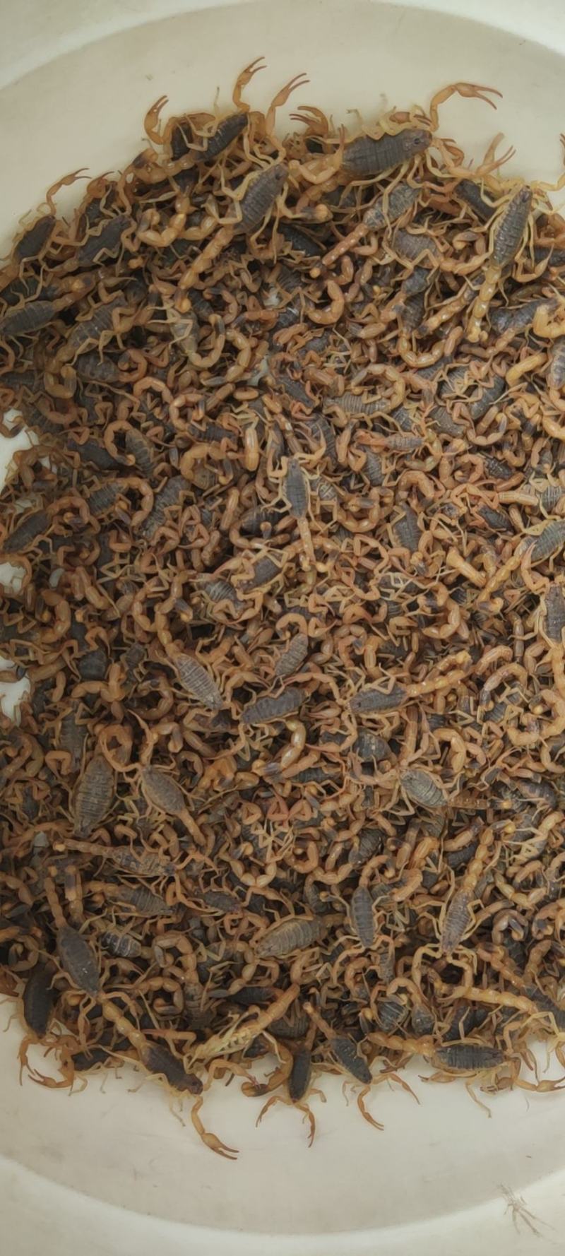 陕西蝎子野外无饲养不喂食。全活。干净无杂质