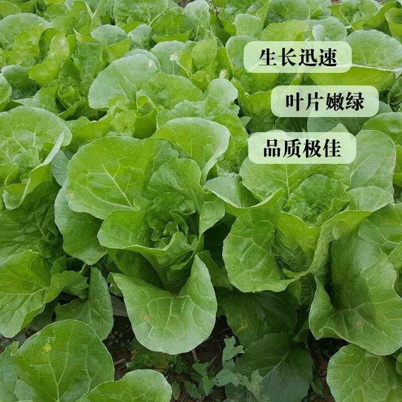 四季小白菜种子十字花科大白菜的变种不结球须根发达囗感好
