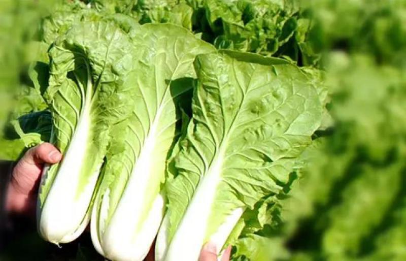 四季小白菜种子十字花科大白菜的变种不结球须根发达囗感好
