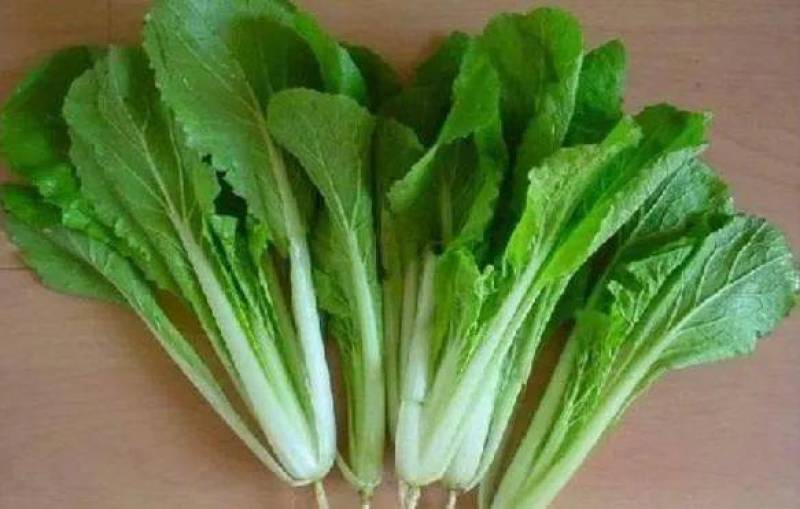四季小白菜种子十字花科大白菜的变种不结球须根发达囗感好