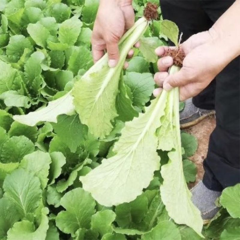 四季小白菜种子十字花科大白菜的变种不结球须根发达囗感好
