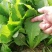 四季小白菜种子十字花科大白菜的变种不结球须根发达囗感好