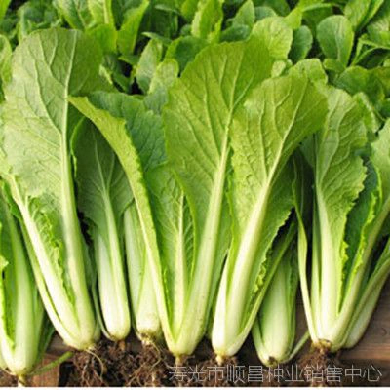 四季小白菜种子十字花科大白菜的变种不结球须根发达囗感好