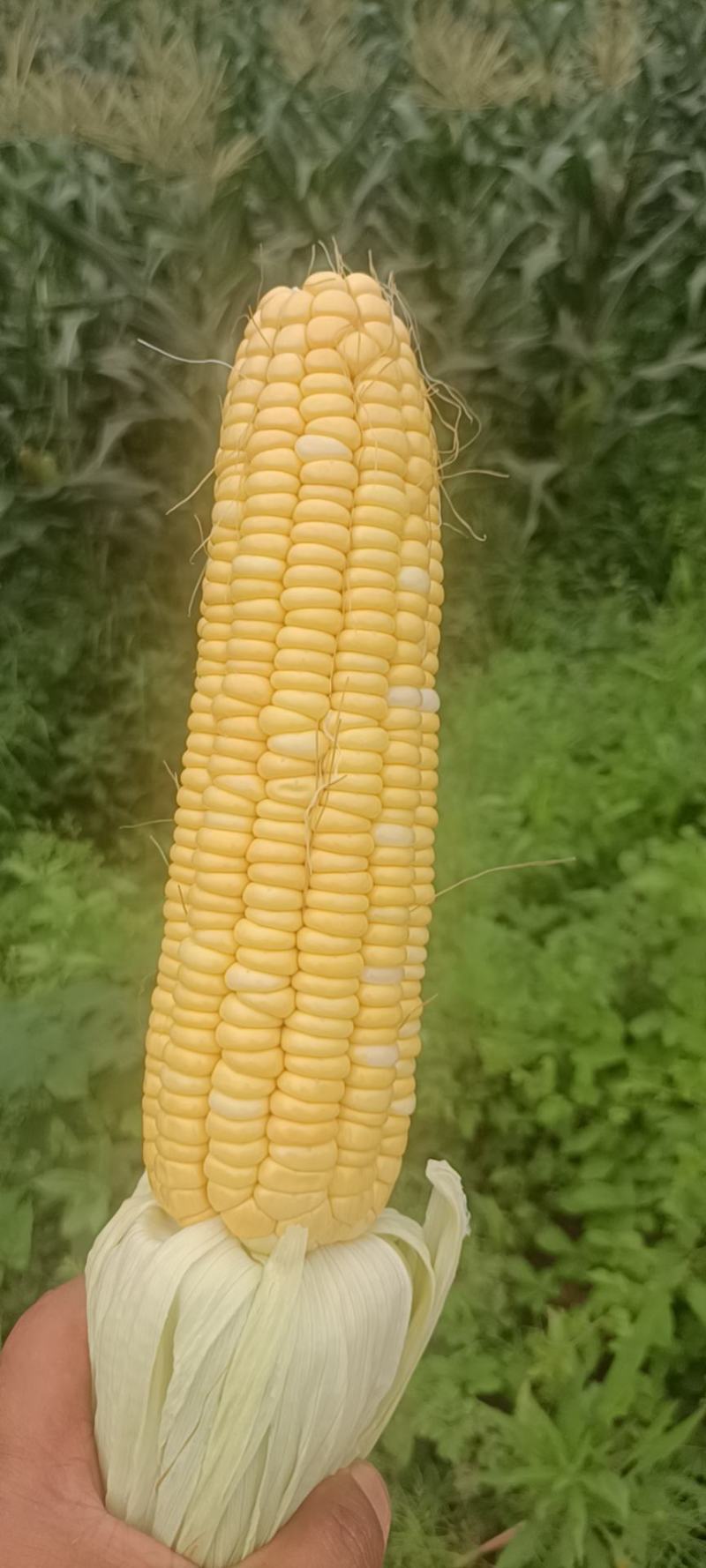 水果玉米