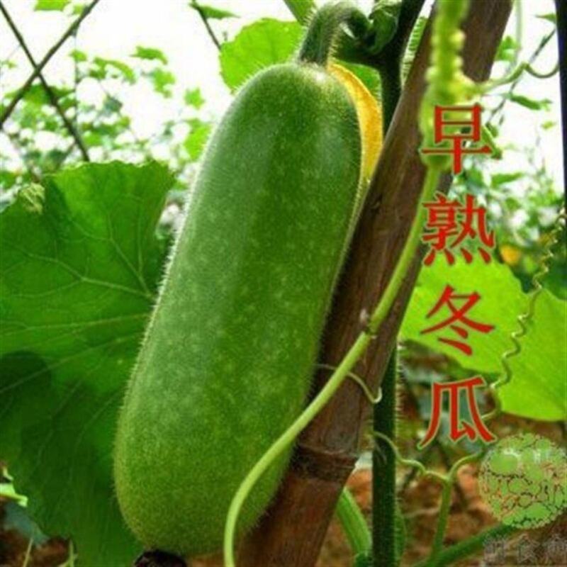 早绿小冬瓜种子嫩绿小冬瓜小节瓜四季种高产冬瓜迷你