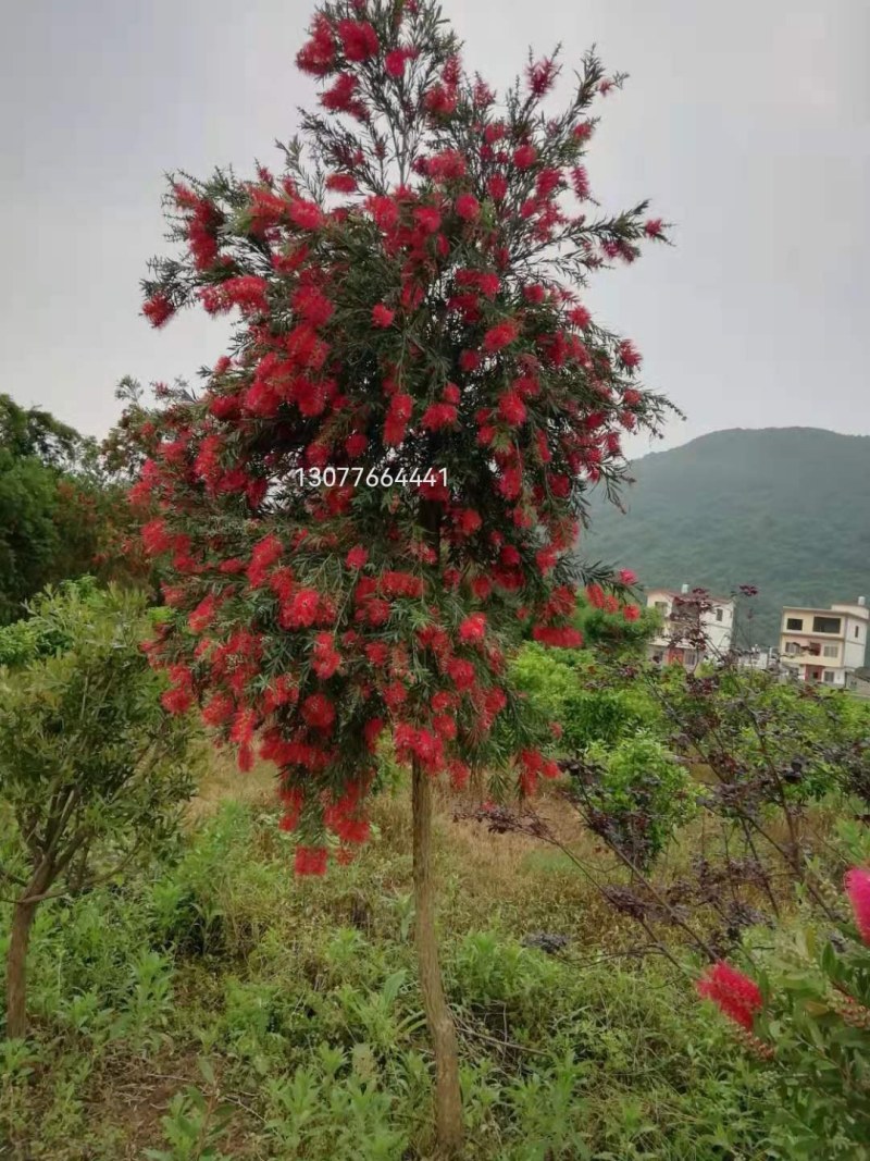 多花红千层（串钱柳）