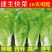 快菜208疏菜种子直立生长速度快20天即可以市叶片厚纤维