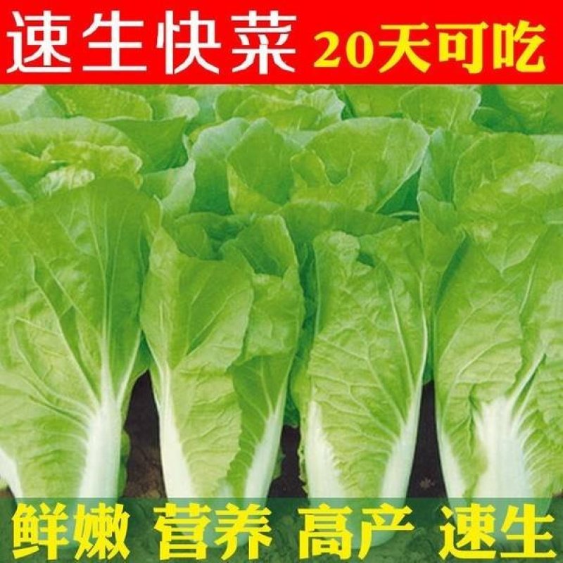 快菜208疏菜种子直立生长速度快20天即可以市叶片厚纤维