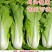 快菜208疏菜种子直立生长速度快20天即可以市叶片厚纤维