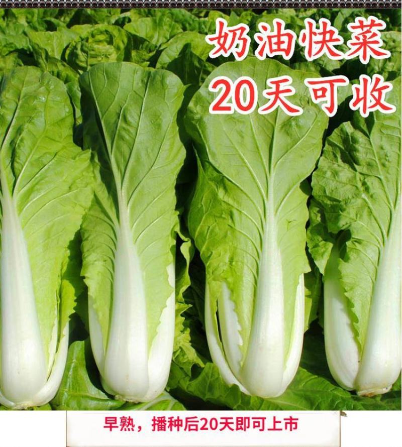 快菜208疏菜种子直立生长速度快20天即可以市叶片厚纤维