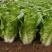 快菜208疏菜种子直立生长速度快20天即可以市叶片厚纤维