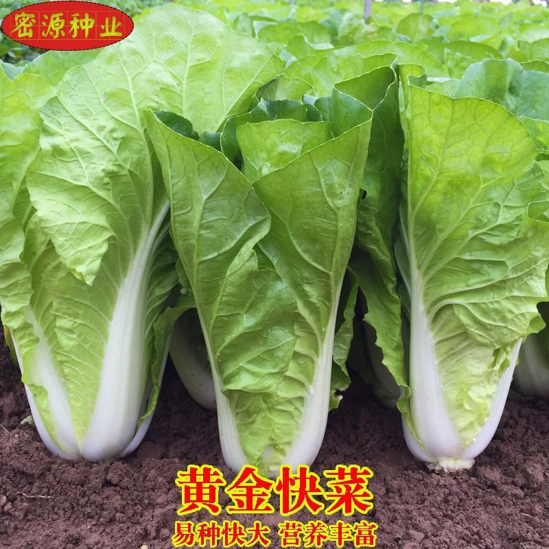快菜208疏菜种子直立生长速度快20天即可以市叶片厚纤维