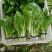 快菜208疏菜种子直立生长速度快20天即可以市叶片厚纤维