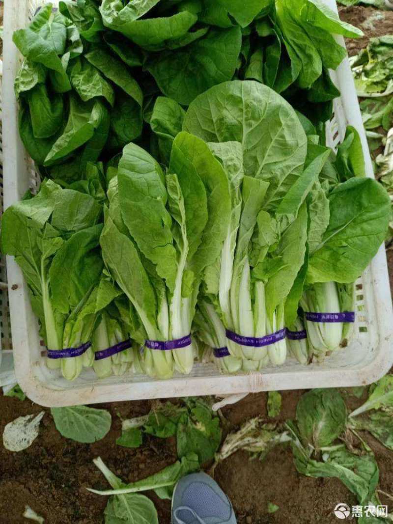 快菜208疏菜种子直立生长速度快20天即可以市叶片厚纤维