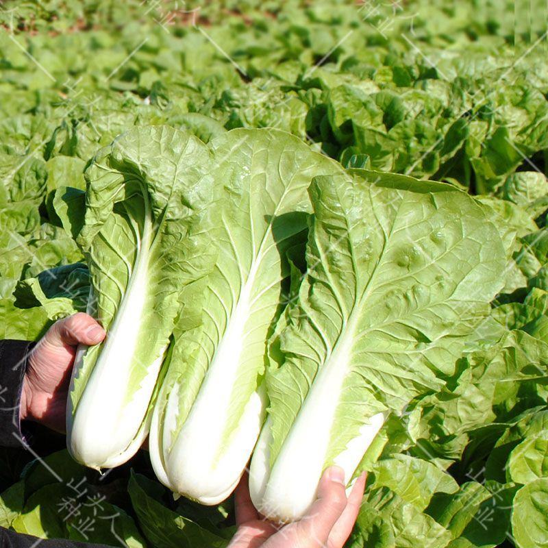 快菜208疏菜种子直立生长速度快20天即可以市叶片厚纤维
