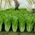 快菜208疏菜种子直立生长速度快20天即可以市叶片厚纤维