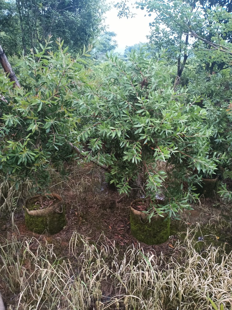 美花红千层